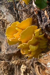 <i>Laetiporus sulphureus</i>