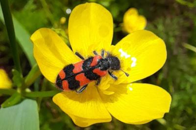 Trichodes alvearius