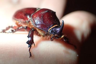 Oryctes nasicornis