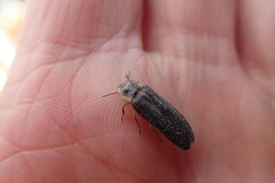 Lampyris noctiluca