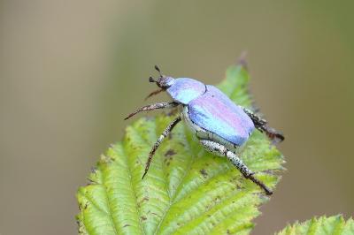 Hoplia coerulea