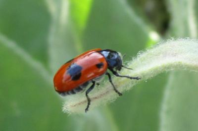 Clytra laeviuscula