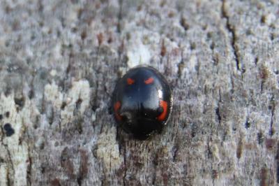 Exochomus quadripustulatus