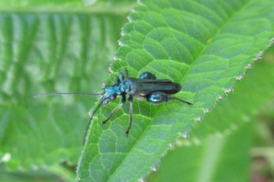 Oedemera nobilis