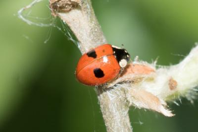 Adalia bipunctata