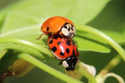 Harmonia axyridis