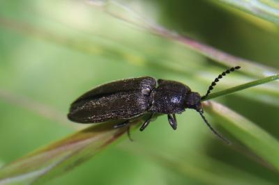 Cidnopus pilosus