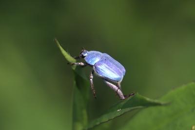 Hoplia coerulea