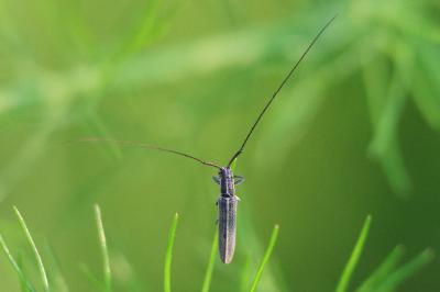 Calamobius filum