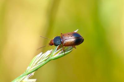 Diachromus germanus