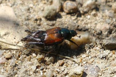 Phyllopertha horticola