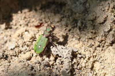 Cicindela campestris