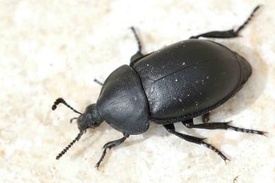<i>Ablattaria laevigata</i>