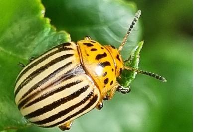 <i>Leptinotarsa decemlineata</i>