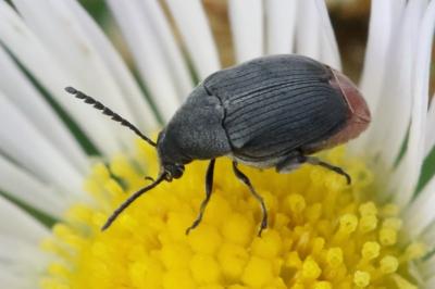 <i>Bruchidius siliquastri</i>