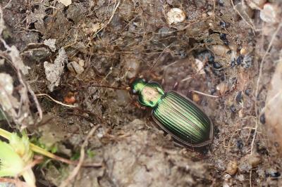 <i>Chlaenius spoliatus</i>