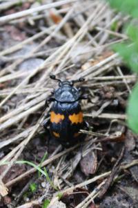 <i>Nicrophorus vespilloides</i>