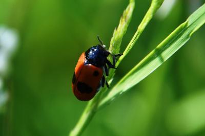 <i>Clytra laeviuscula</i>