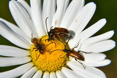 <i>Pseudovadonia livida</i>