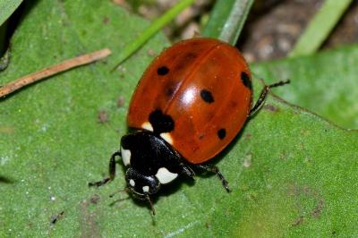 <i>Coccinella septempunctata</i>