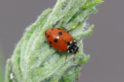 <i>Hippodamia variegata</i>