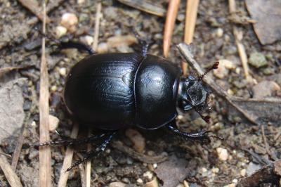 <i>Anoplotrupes stercorosus</i>