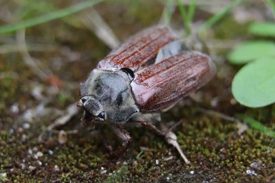 <i>Melolontha melolontha</i>