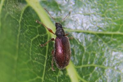 <i>Phyllobius oblongus</i>