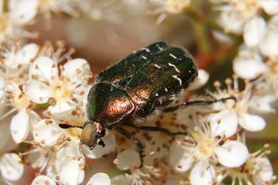 <i>Cetonia aurata</i>