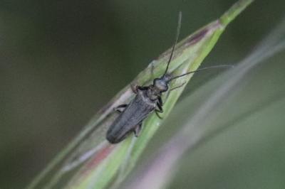 <i>Oedemera</i>