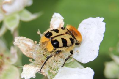 Trichius gallicus