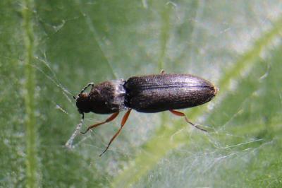 <i>Cardiophorus rufipes</i>