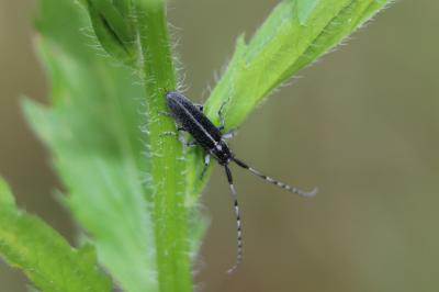 <i>Agapanthia cardui</i>