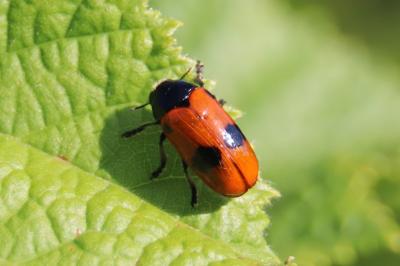 <i>Clytra laeviuscula</i>