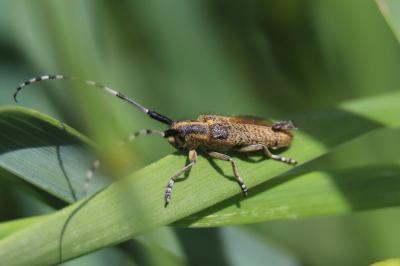 <i>Agapanthia villosoviridescens</i>