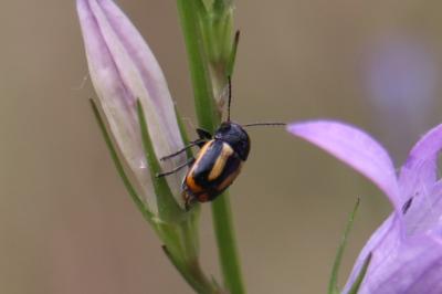 <i>Cryptocephalus vittatus</i>