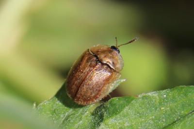 <i>Hypocassida subferruginea</i>
