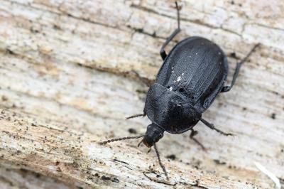 <i>Phosphuga atrata</i>