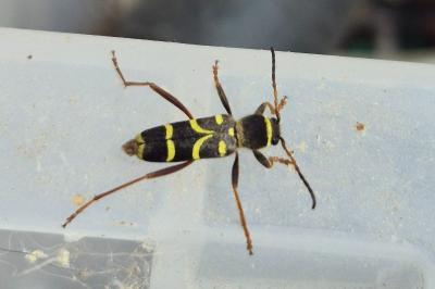 <i>Clytus arietis</i>