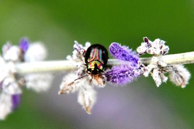 <i>Chrysolina americana</i>