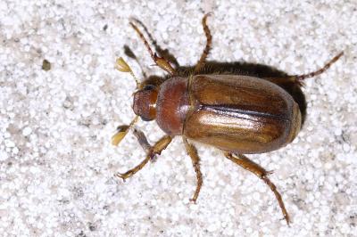 <i>Amphimallon majale</i>