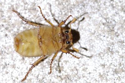 <i>Amphimallon majale</i>