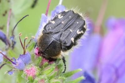 <i>Tropinota hirta</i>