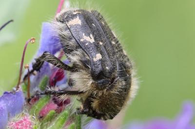 <i>Tropinota hirta</i>