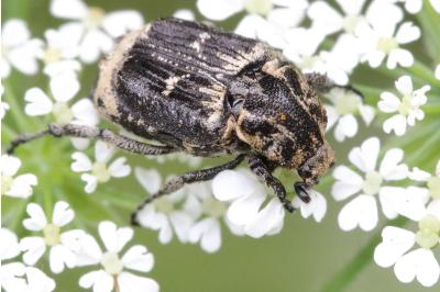 <i>Valgus hemipterus</i>