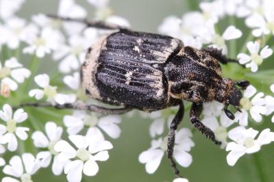 <i>Valgus hemipterus</i>