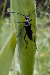 <i>Rutpela nigra</i>