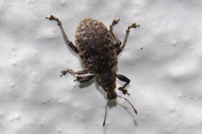 <i>Liophloeus tessulatus</i>