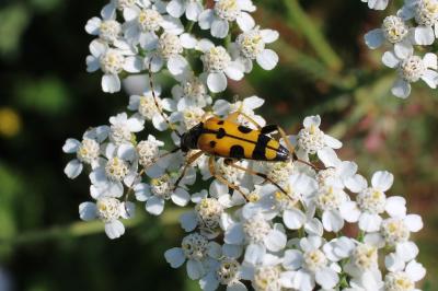 <i>Rutpela maculata</i>