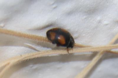 <i>Nephus quadrimaculatus</i>